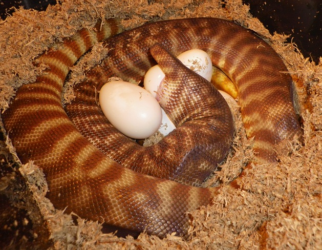 Tanami Woma Laying Eggs